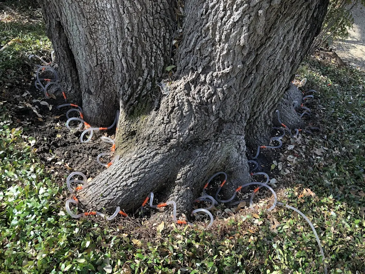 Detailed Tree Cabling and Bracing job site in Wilsall