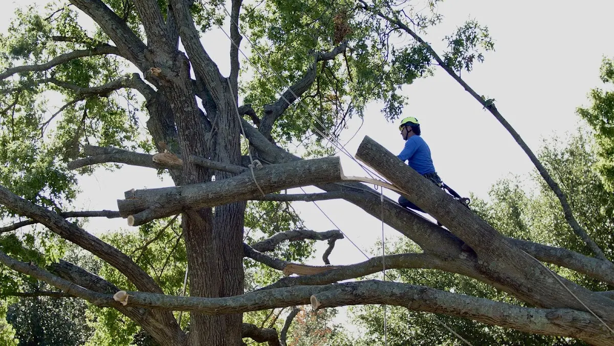 Professional Crown Thinning performed by certified arborists in Wilsall